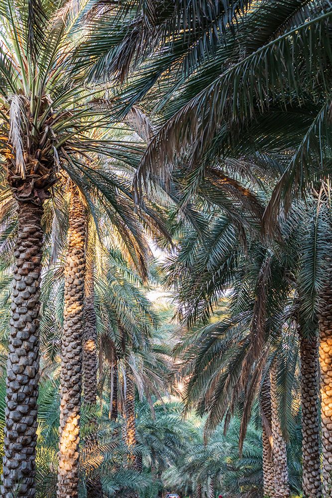 Middle East-Arabian Peninsula-Oman-Ad Dakhiliyah-Nizwa-Palm trees in Nizwa-Oman